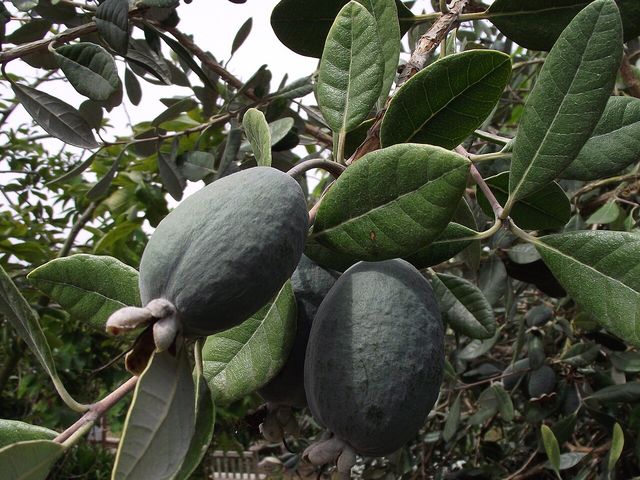 Feijoas verdes colgando de la rama
